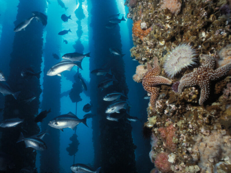 marine life, offshore oil platforms