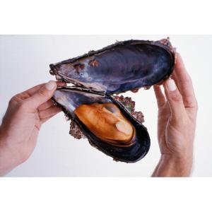 Mussels grow Extra Large on the offshore oil platforms of the Santa Barbara Channel, thanks to the clean open ocean currents continually carrying food past.  Their meat is plump and sweet. 