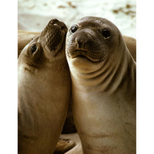 Baby Elephant Seals, San Miguel Island, Hallmark Image of the California Channel Islands
