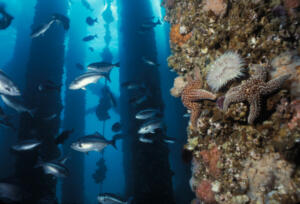 Platform Hondo Inter-tidal zone diverse marine ecosystem developing.