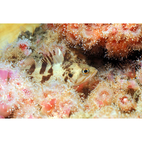 Juvenile Calico Rockfish (Sebastes dalli) 4” in length Seeks Protection Amongst Club Anemone (Corynactis californica), Platform Hilda (Decommissioned) 75 feet
