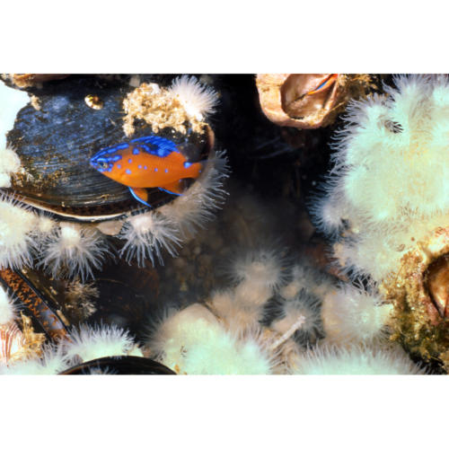 Juvenile Garibaldi (Hypsypops rubicundus), size of a dime, hides amongst mussels and anemone, brown blob is a Brooding Anemone (Epiactis prolifera), Platform Hondo, 30 feet30 feet