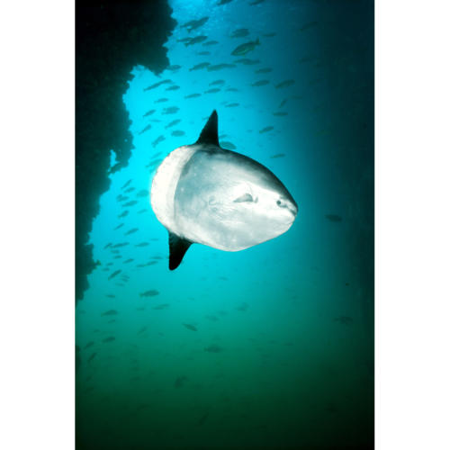 Ocean Sunfish (Mola mola) Drifts into Platform Community to be Cleaned of Parasites by Small Perch, Platform Hilda (Decommissioned), 80 feet