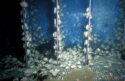 Interior of John McMullen's Abalone Laboratory, Platform B, 30 feet