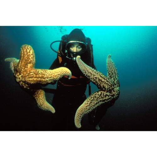 Erica Murray Holds Giant Seastar (Pisaster giganteus): The largest live on the offshore oil platforms of the Santa Barbara Channel, Platform Hilda (Decommissioned), 60 feet