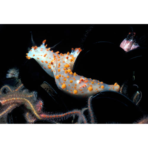 Pair of Sea Clown Nudibranch (Triopha catalinae)Platform Hondo, 40 feet