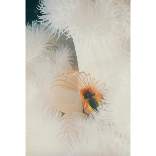 Barnacle Nestled Among Plumrose Anemone (Metridium senile), Platform B, 100 feet 