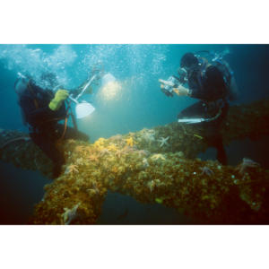 Divers filming sea stars as part of natural bio-fouling program for Platform Hilda