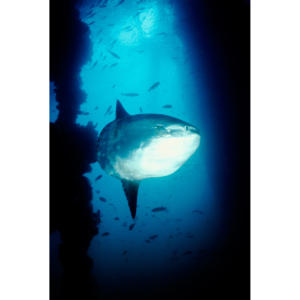 Ocean Sunfish, Mola Mola Drifts Under Canopy of Platform Hilda, 80'