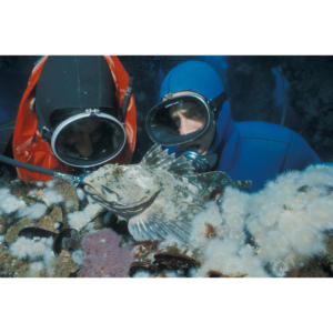 Divers Hillary Hauser and Andy McMullen find cabezon eggs on Platform Holly 