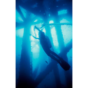 Underwater dancing with salp chain diving below Platform Holly