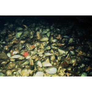 Mussel mound on seabed floor 210' below Platform Holly