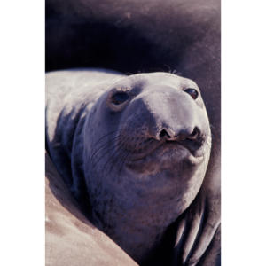 Female Elephant Seal, San Miguel Island