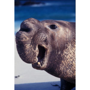 Bull Elephant Seal, San Miguel Island #62