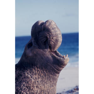 Bull Elephant Seal, San Miguel Island #64