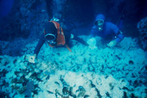 Diver feeds Cabezon camouflaged in sea of anemone and mussels on Platform Holly, 60 feet 