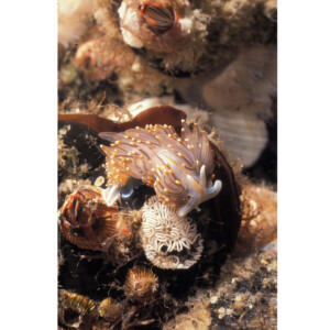 Hermissenda Nudibranch (Hermisenda crassicornis, phylum, Mullusca) on California Mussels, Platform Hondo, 70 feet 