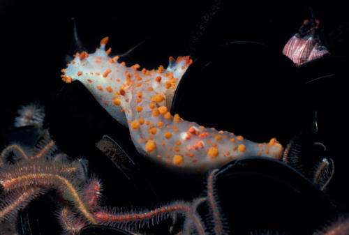 Pair of Sea Clown Nudibranch (Triopha catalinae) Platform Hondo, 40 feet 