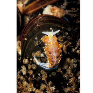 Hermissenda Nudibranch (Hermisenda crassicornis, phylum, Mullusca) on California Mussels, Platform Hondo, 70 feet 