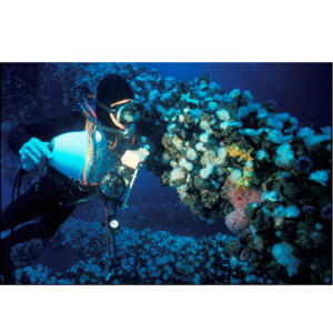 Diver lights reveal biodiversity in Mussel colony on Platform Hondo, 40 feet 