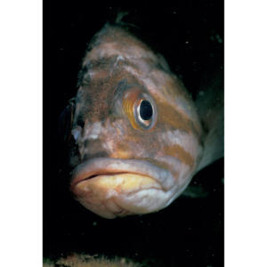 Rockfish Face