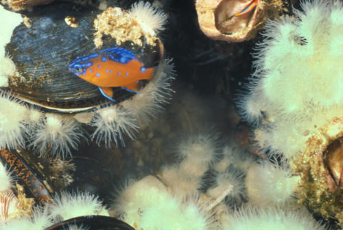 Juvenile Garibaldi (Hypsypops rubicundus), size of a dime, hides amongst mussels and anemone, brown blob is a Brooding Anemone (Epiactis prolifera), Platform Hondo, 30 feet 